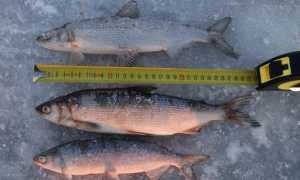 Как выглядит рыба пелядь: фото и описание, как поймать и приготовить