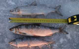 Как выглядит рыба пелядь: фото и описание, как поймать и приготовить