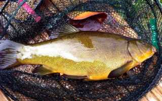 Рыба линь: описание, как найти, поймать и приготовить линя