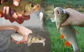 Ловля на блесны осенью, выбираем и применяем колебалки и вертушки