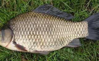 Ловля карася на озере – делимся опытом