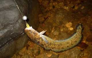 Ловля на спиннинг осенью с берега и лодки, на реках и жабовниках