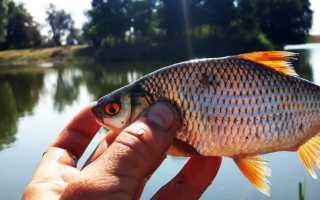 Плотва осенняя, ее повадки и ловля в сентябре, октябре и ноябре
