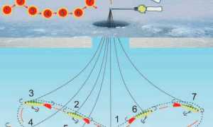 Ловля окуня зимой на балансир: выбираем уловистые, техника игры, оснастка удочки