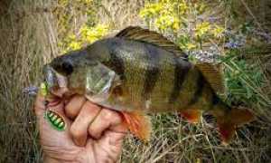 Окунь осенью: повадки и ловля в сентябре, октябре и ноябре