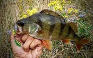 Окунь осенью: повадки и ловля в сентябре, октябре и ноябре