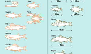 Осенний запрет на рыбалку в 2025 году — календарь и законодательство