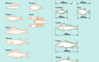 Осенний запрет на рыбалку в 2025 году — календарь и законодательство