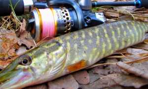 Оснастка дроп шот на щуку: способы и схемы монтажа с фото, подача и проводка