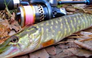 Оснастка дроп шот на щуку: способы и схемы монтажа с фото, подача и проводка