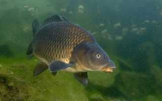 Чем отличается карп от сазана, карася: визуальная разница, повадки, вкус