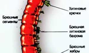 Все про мотыль для рыбалки: как добыть, как хранить в домашних условиях и как насаживать
