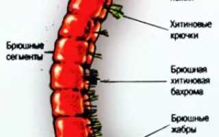 Все про мотыль для рыбалки: как добыть, как хранить в домашних условиях и как насаживать