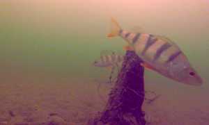 Подводная камера для рыбалки: обзор популярных моделей, характеристики и цены