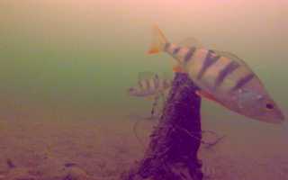 Подводная камера для рыбалки: обзор популярных моделей, характеристики и цены