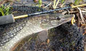 Особенности наноджиговой ловли: снасть, оснастка, приманки, техника