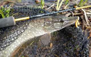 Особенности наноджиговой ловли: снасть, оснастка, приманки, техника