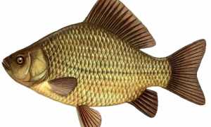 Успешная и эффективная рыбалка на карася: ловля весной, летом и осенью