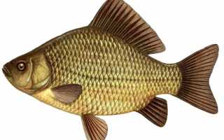 Успешная и эффективная рыбалка на карася: ловля весной, летом и осенью