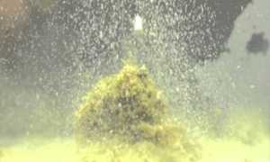 Лучшая прикормка для плотвы: самодельные рецепты и покупные смеси