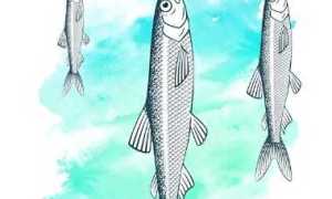 Как выглядит корюшка, виды писуча, где обитает рыба, как ее поймать и приготовить