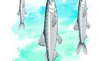 Как выглядит корюшка, виды писуча, где обитает рыба, как ее поймать и приготовить