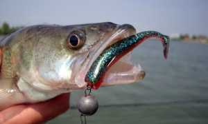 Ловля на джиг осенью с берега и с лодки: тактика и приманки