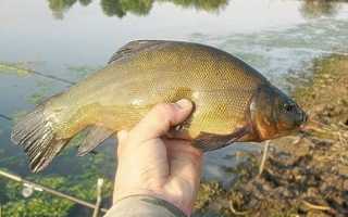 Ловля линя осенью: на поплавочную удочку, фидер и донку