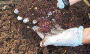 Как развести, сохранить и ароматизировать навозного червя для рыбалки