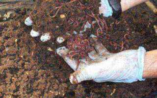 Как развести, сохранить и ароматизировать навозного червя для рыбалки