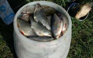 Ловля воблы в Астрахани весной — когда, как, где и на что ловить?