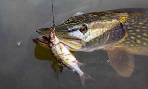 Ловля щуки на живца осенью с берега и лодки: поплавок, донка, кружки