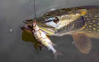 Ловля щуки на живца осенью с берега и лодки: поплавок, донка, кружки