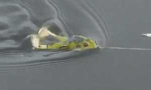 Лягушка незацепляйка Wobbler Frog в практических условиях рыбалки