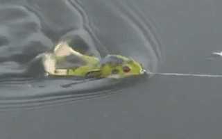 Лягушка незацепляйка Wobbler Frog в практических условиях рыбалки