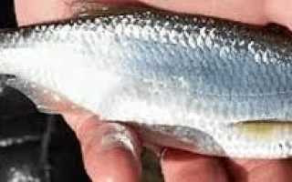 Ловля уклейки осенью: на что ловить и где искать себеля