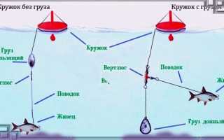 Ловля щуки на кружки: оснастка, где и как ставятся, выбор живца