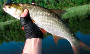 Жерех осенью: повадки и ловля в сентябре, октябре и ноябре