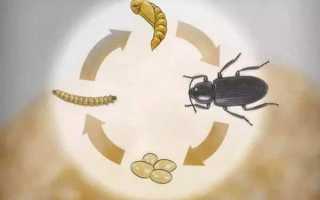 Мучной червь для рыбалки: разведение, хранение и использование хрущака