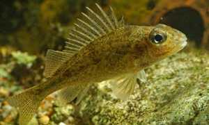 Как выглядит ерш обыкновенный, описание с фото, как и на что ловится