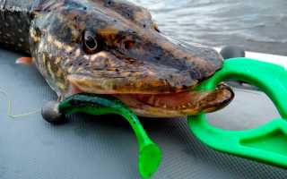 Как выбрать и применить виброхвост на щуку и не потерять деньги и время