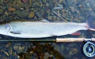 Рыба таймень: описание и фото, как ловить и приготовить