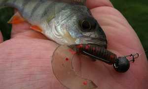 Выбор катушки для мормышинга: требования, топ-20 лучших моделей