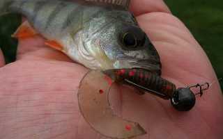 Азы мормышинга для начинающих: приманки, снасти, тактика ловли