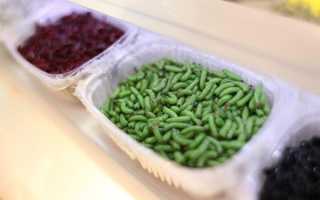 Как развести, сохранить и ароматизировать опарыша для рыбалки