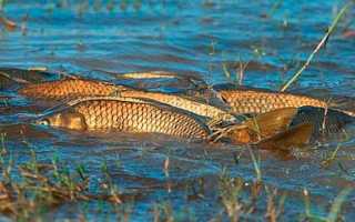 Нерестовый запрет 2025 — правила и ограничения по регионам Российской Федерации