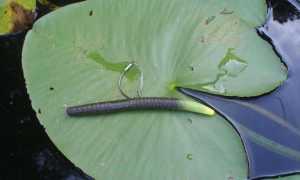 Оснастка вэки по пассивной рыбе: виды монтажа, проводка приманки