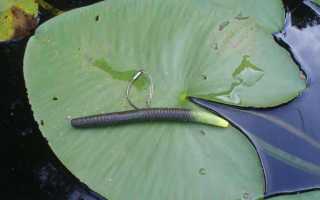 Оснастка вэки по пассивной рыбе: виды монтажа, проводка приманки