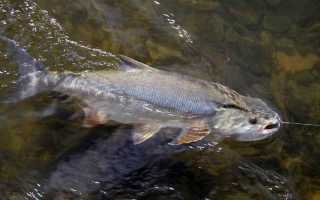 Лучшие воблеры на жереха: ТОП-60 минноу, кренков, шэдов для шереспера