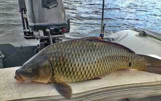 Ловля сазана осенью: где искать и на что ловить